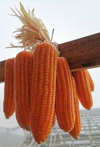 Close-up of orange fruit hanging outdoors