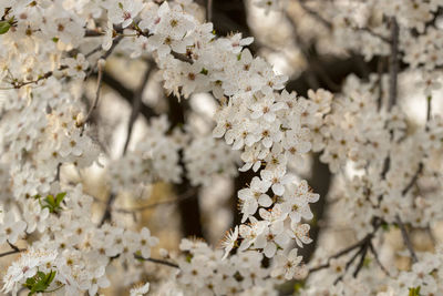 Close-up of white cherry blossom plant