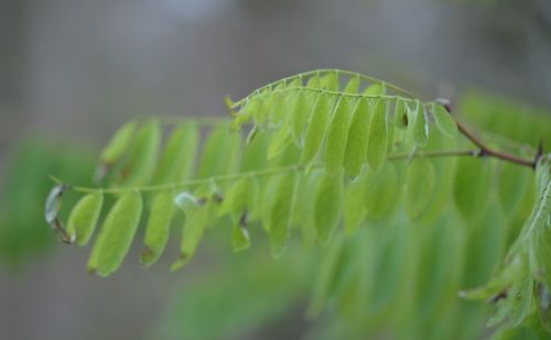 Close-up of fresh green plant