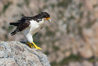 Close-up of bird perching on rock