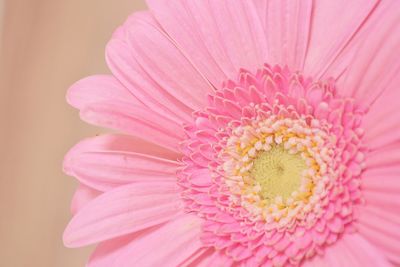 Close-up of pink daisy flower