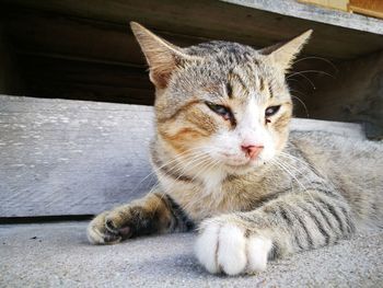 Close-up of a cat looking away