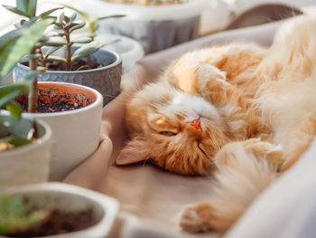 Close-up of cat sleeping on potted plant