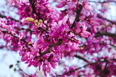 Close-up of fresh flowers on tree