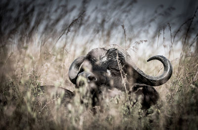 A buffalo peeking through the grass at the nairobi national park