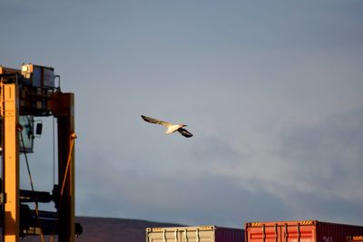 Low angle view of bird flying against sky