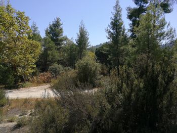 Trees growing in forest against sky