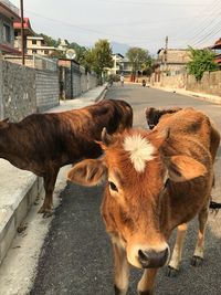Cows in a street