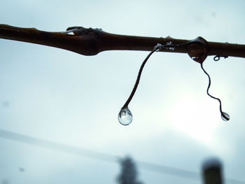 Close-up of water drops hanging against sky