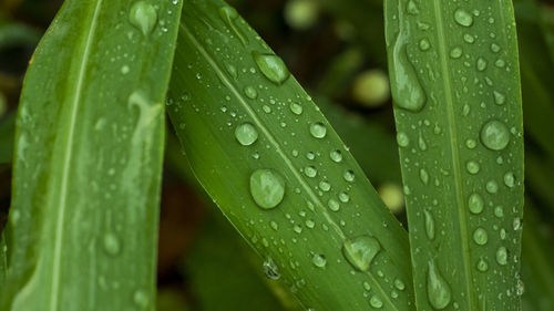 Close-up of raindrops on leaves