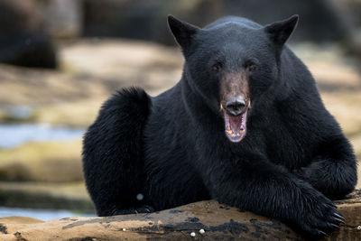 Black labrador retriever on rock