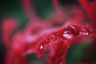 Close-up of wet red leaf