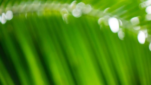 Full frame shot of green leaves