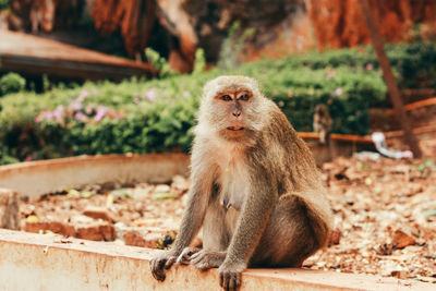 Close-up of monkey