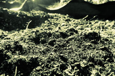 Close-up of lichen on land