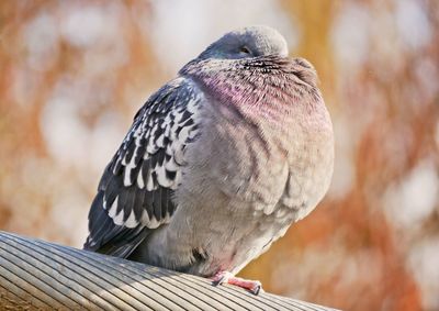 Close-up of bird perching outdoors