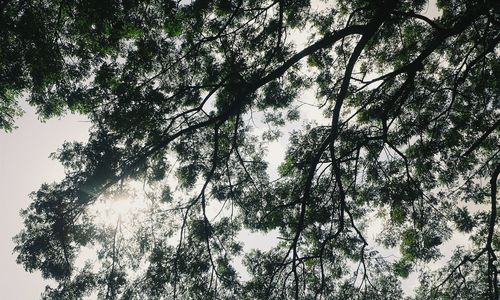 Low angle view of trees