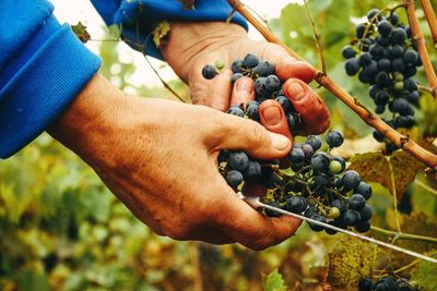 Close-up of hands picking grapes