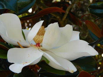 Close-up of white flowers