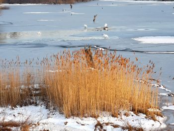 View of birds in frozen lake during winter