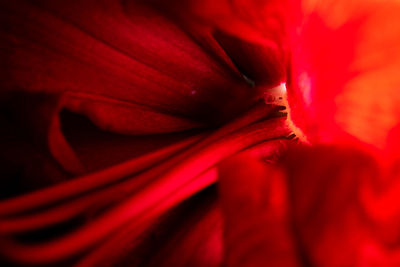Macro shot of red rose flower