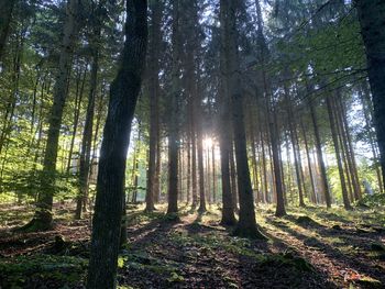 Sunlight streaming through trees in forest