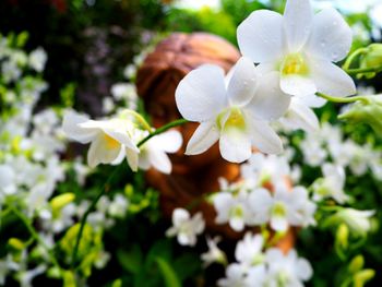 Close-up of white flowers