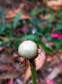 Close-up of plant against blurred background