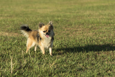 Dog running on grassy field