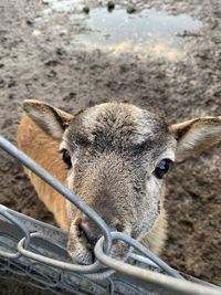 Portrait of sheep