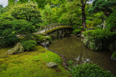 Bridge over river amidst trees in forest