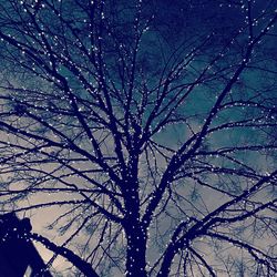 Low angle view of bare tree against sky