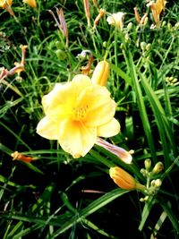 Close-up of yellow flower blooming outdoors