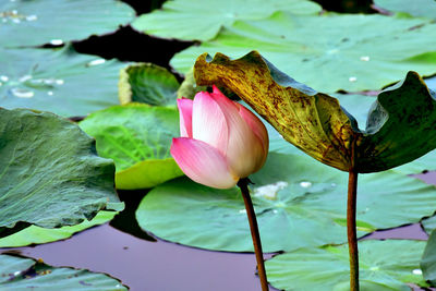 Close-up of lotus water lily in lake