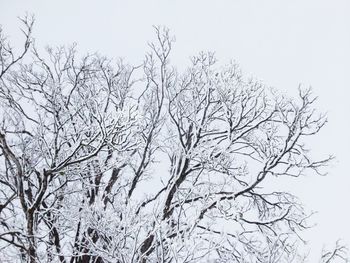 Low angle view of bare tree against clear sky