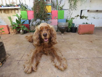 Portrait of dog sitting on potted plant