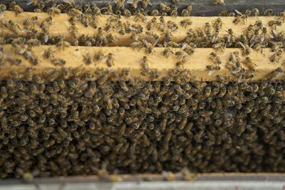 Close-up of bee on the wall