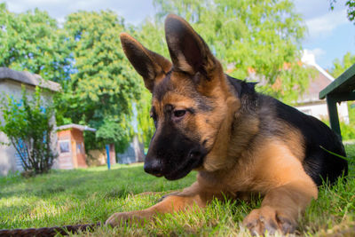 Close-up of a dog on field