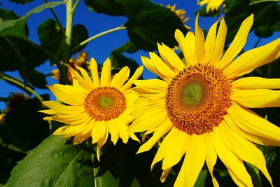 Close-up of sunflower blooming outdoors