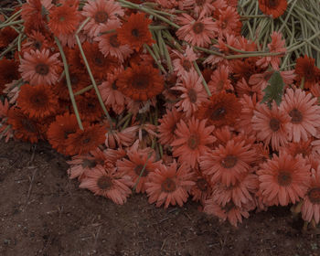 High angle view of orange flowering plants on field