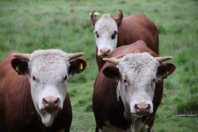 Portrait of cows on field