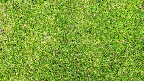 Full frame shot of leaf on grass