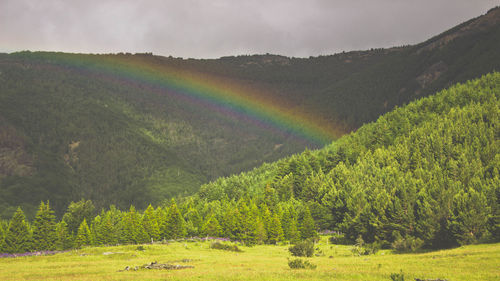 Scenic view of rainbow over forest