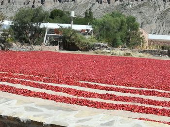 Scenic view of agricultural field