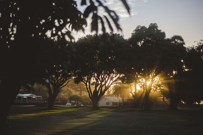 Silhouette trees on field against sky at sunset