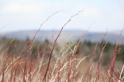 Close-up of grass on field against sky