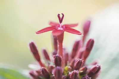 Close-up of pink flower