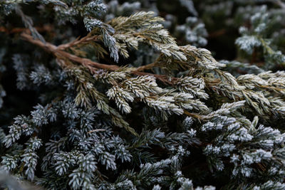 Full frame shot of pine tree during winter