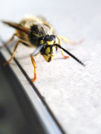 Close-up of insect