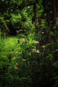 Close-up of plants growing on field
